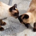 siamese cat i love pets
