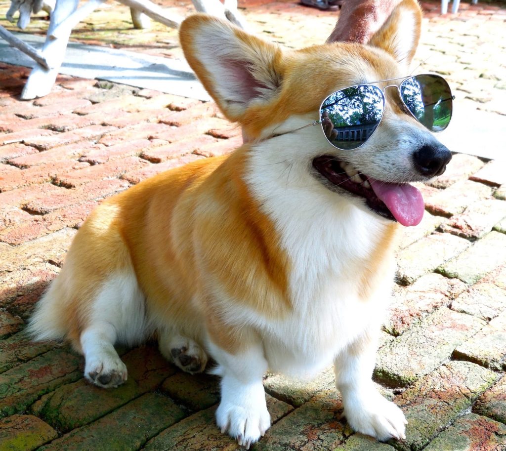 corgi