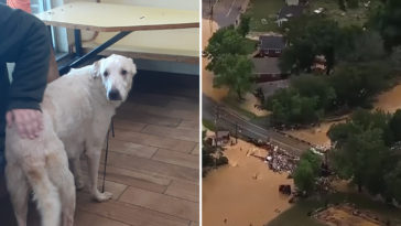 waverly flood cooper dog