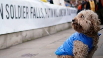 Are Ukraine Pets Left Behind? Not If The People Have Something to Say About It