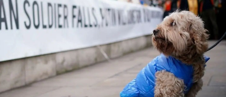 Are Ukraine Pets Left Behind? Not If The People Have Something to Say About It