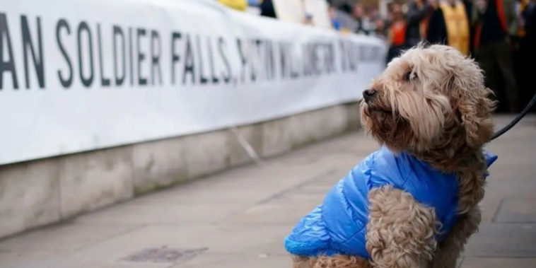 Are Ukraine Pets Left Behind? Not If The People Have Something to Say About It