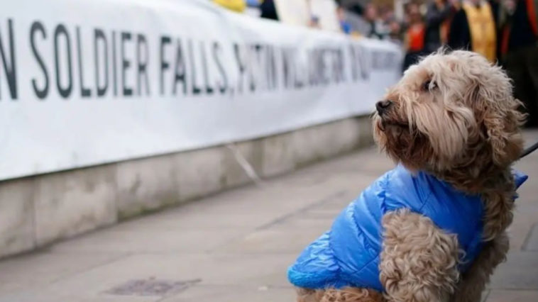 Are Ukraine Pets Left Behind? Not If The People Have Something to Say About It