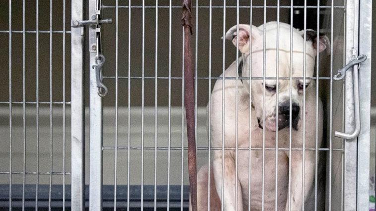 Dog Cries When Realizing He’s Been Abandoned