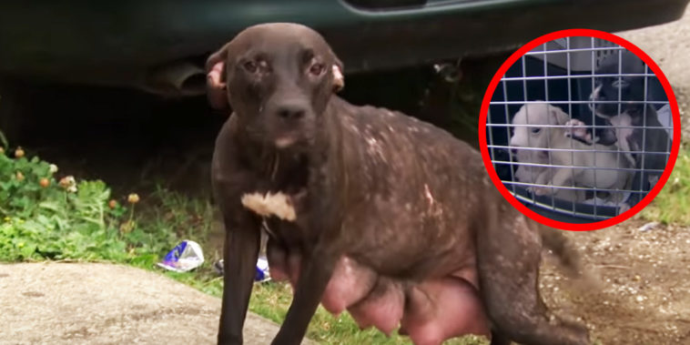 Dogs Reunited with Mother
