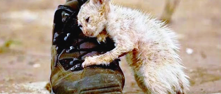 Everyone Was Told Not to Touch This Cat