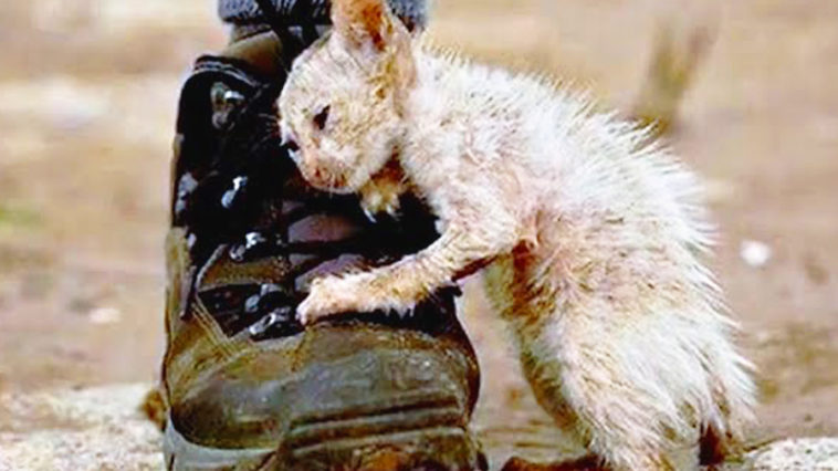 Everyone Was Told Not to Touch This Cat