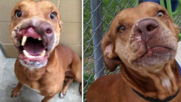 Family Abandons “Ugly Dog”, Doctor Transforms Him