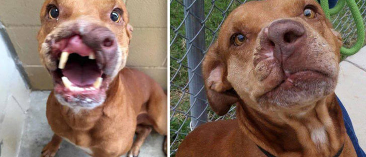 Family Abandons “Ugly Dog”, Doctor Transforms Him