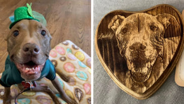 Aladdin, Famous Therapy Dog, Has Passed Away