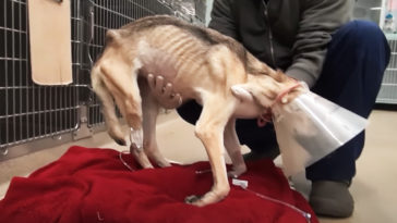 Man Starved Dog to Death, But They Brought Her Back From the Brink