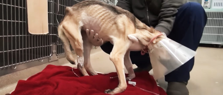 Man Starved Dog to Death, But They Brought Her Back From the Brink