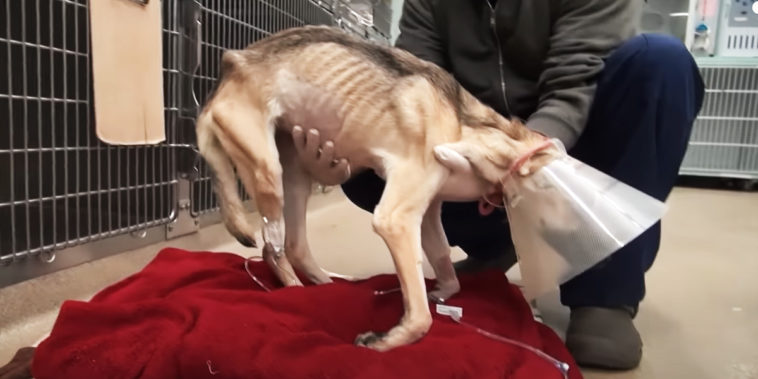 Man Starved Dog to Death, But They Brought Her Back From the Brink