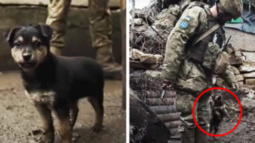 Ukraine Soldiers Adopt Rambo Puppy to Help War Effort