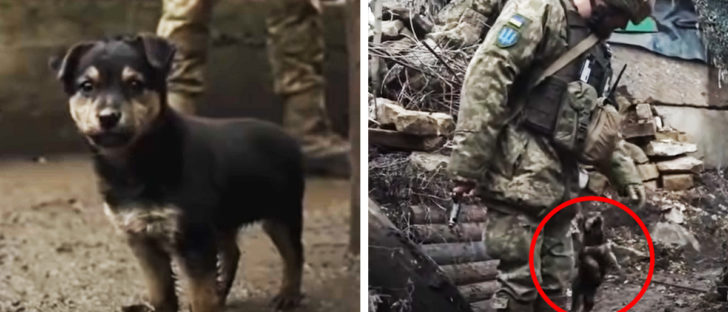 Ukraine Soldiers Adopt Rambo Puppy to Help War Effort