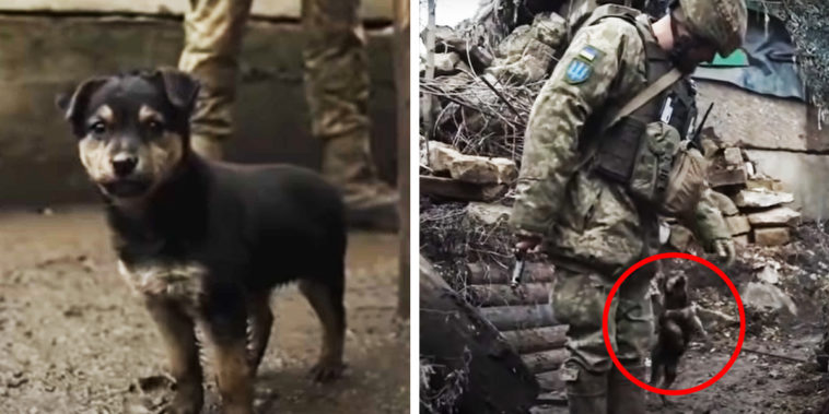 Ukraine Soldiers Adopt Rambo Puppy to Help War Effort